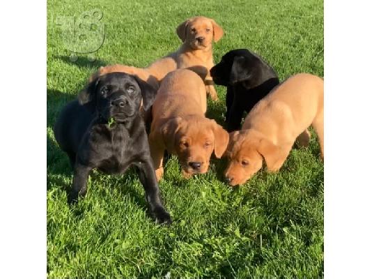 PoulaTo: Πωλούνται κουτάβια Labrador retriever