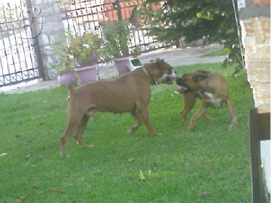 boxer