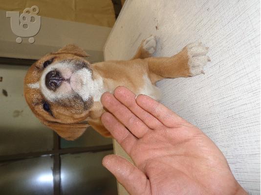 PoulaTo: PIT BULL HMIAIMA