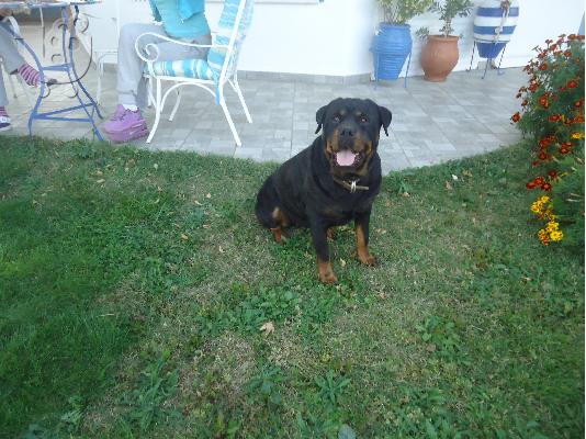 ROTTWEILER