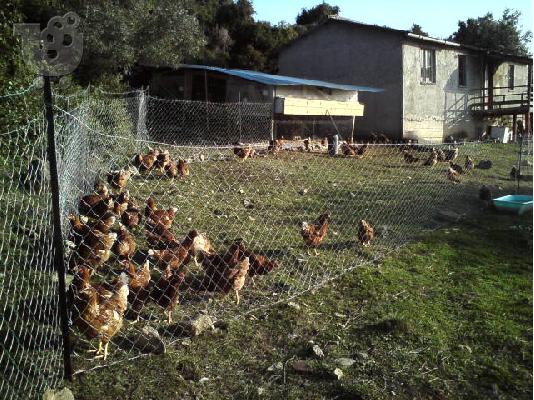αυγα χωριατικα