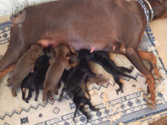 DOBERMAN κουτάβια