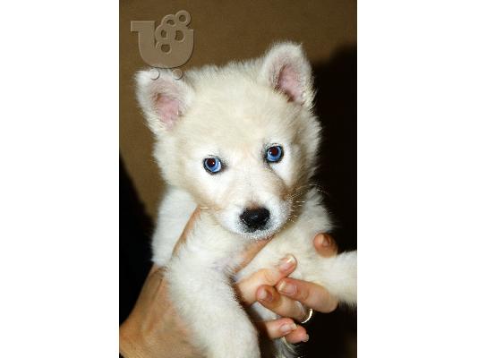 Χάσκι Σιβηρίας (Siberian Husky)