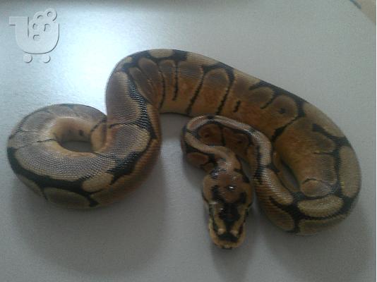 PoulaTo: ΠΥΘΩΝΑΣ BALL NORMAL ΚΑΙ SPIDER