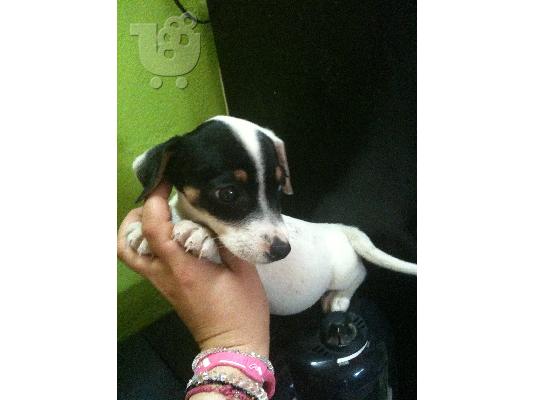 JACK RUSSEL TERRIER