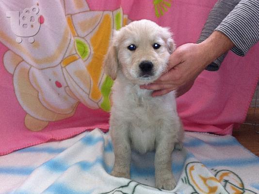 PoulaTo: Golden Retriever