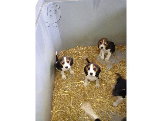 PoulaTo: BEAGLE KOYTABIA