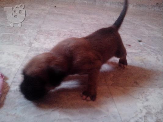 koutavia boxer