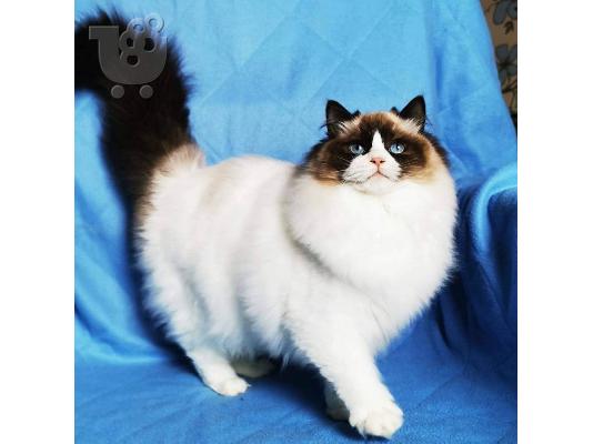 PoulaTo: Ragdoll Kittens For Sale