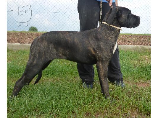 Cane Corso