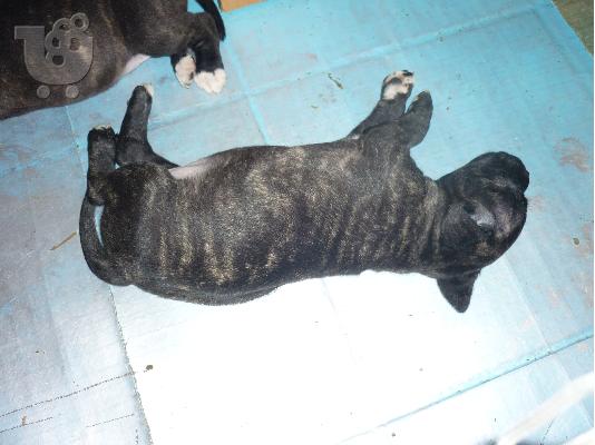 4  θηλυκα american alligator pitbull
