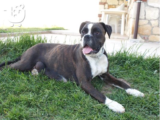 boxer