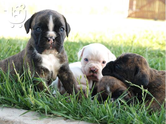 PoulaTo: boxer