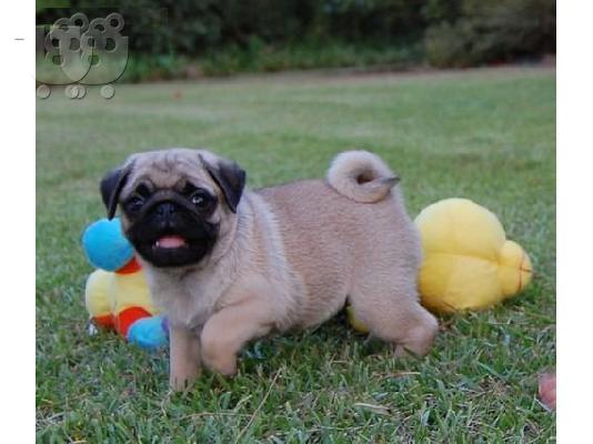 Pug
