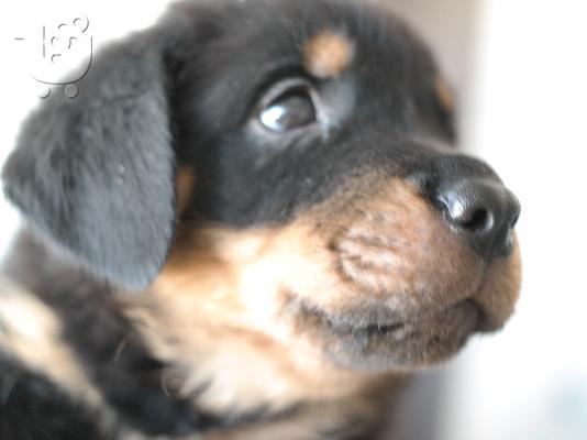 Rottweiler