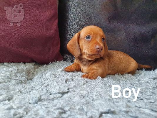Όμορφα κουτάβια dachshund+34634098453