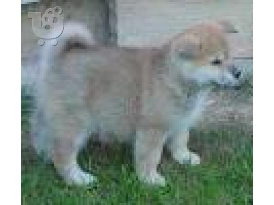 PoulaTo: κουτάβι akita inu