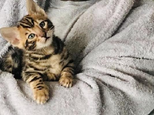 Η όμορφη Bengal Kitten Gccf είναι εγγεγραμμένη
