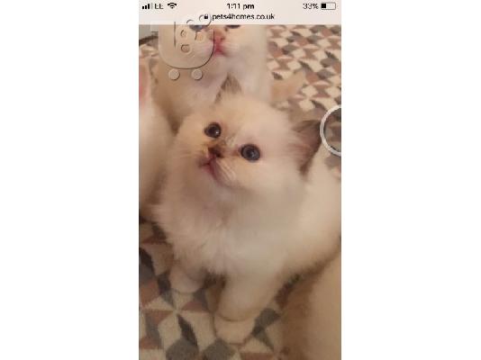 BIRMAN