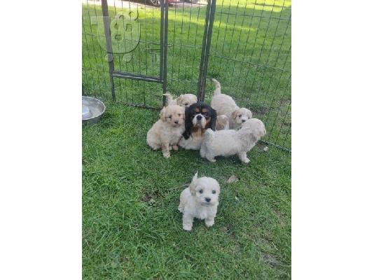 Όμορφο όμορφο Cavachon
