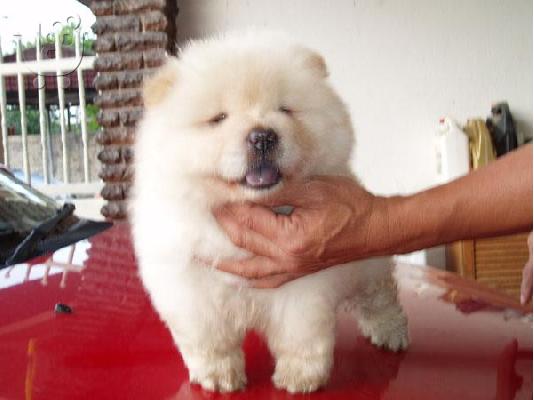 chow chow κουτάβι - € 200