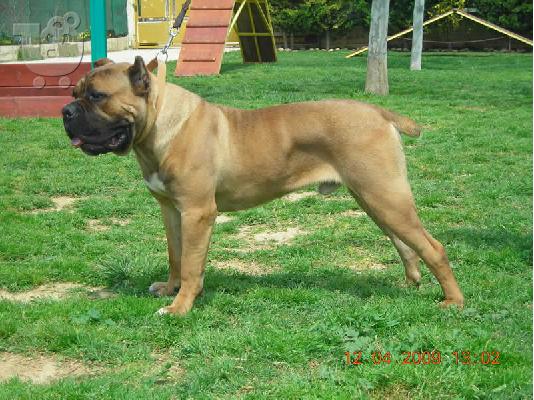 PoulaTo: Γέννα Cane Corso. Πωλούνται κουτάβια