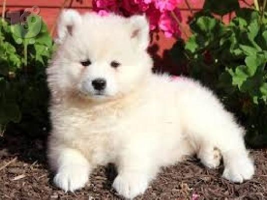 PoulaTo: Σούπερ αξιολάτρευτα κουτάβια Samoyed