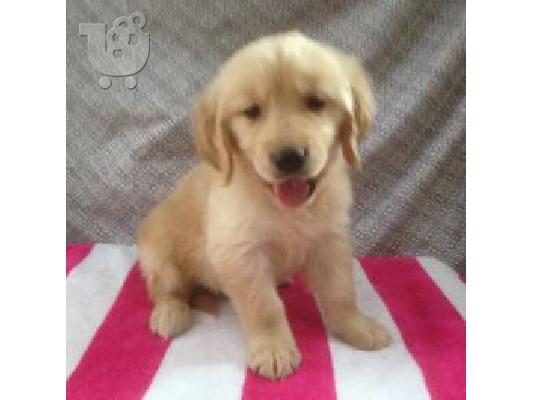 PoulaTo: X μάζα τεριέ Golden Retriever