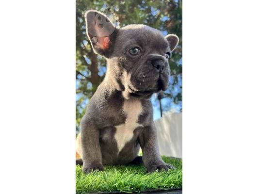 French bulldog Blue