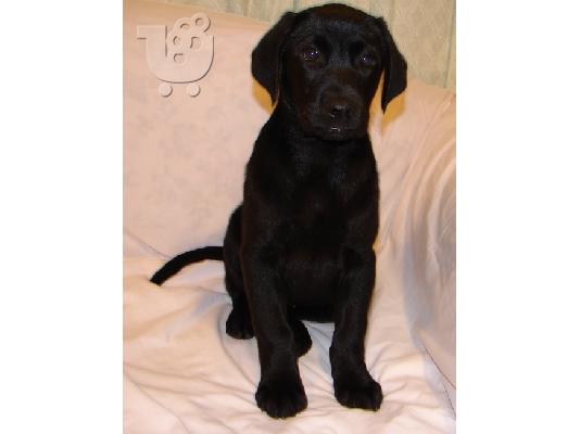 Labrador Retriever