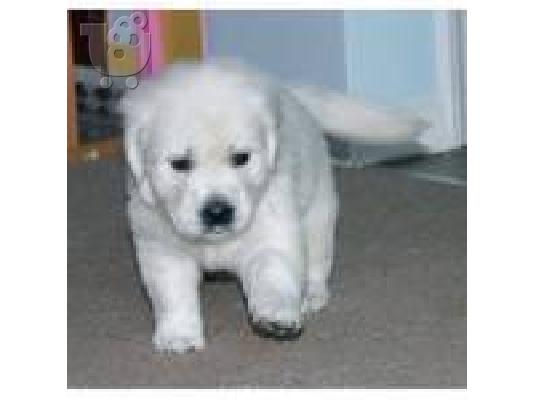 Golden Retriever κουτάβι - € 190