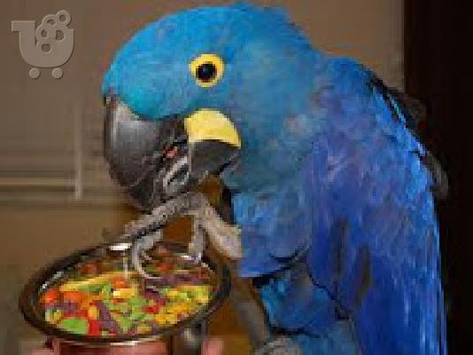 PoulaTo: υπέροχο αλμυρό macaw για τα Χριστούγεννα