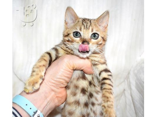 PoulaTo: BENGALOS gatitos disponibles