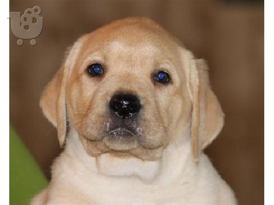 PoulaTo: 2 Labrador retriever