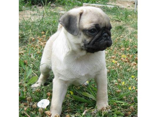 MOPS