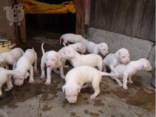 DOGO ARGENTINO