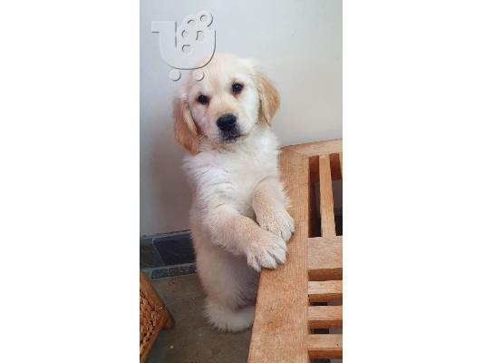 Πωλείται κουτάβι Golden Retriever