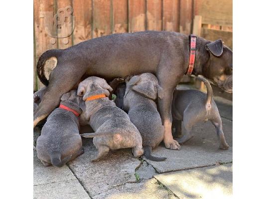 PoulaTo: Pitbull dog