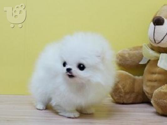PoulaTo: Pomeranian κουτάβια για υιοθεσία