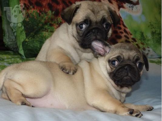PoulaTo: Πολύ γλυκά γοητευτικά κουτάβια Pug