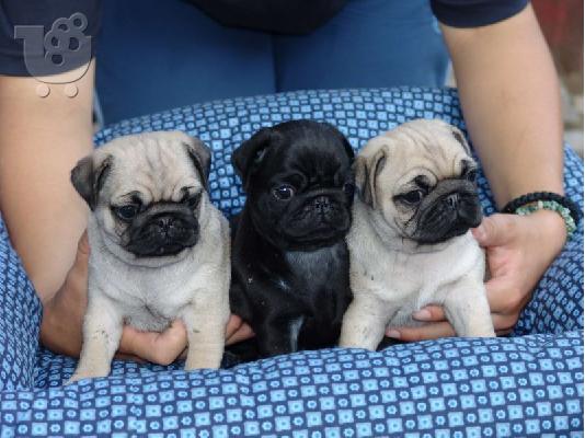 PoulaTo: πατημασιά κουτάβια / pug puppies