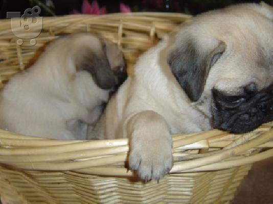 Άμεσα παραδοτέα PUG 250 Euro