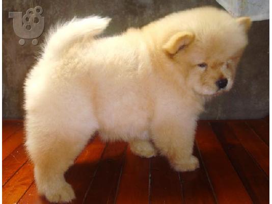 chow chow κουτάβια