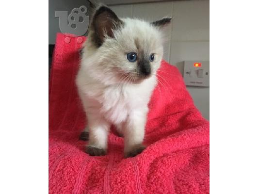 Διαθέσιμα γατάκια Ragdoll