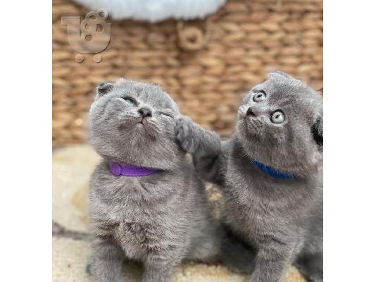 PoulaTo: ΠΟΛΥ ΚΑΛΗ ΕΚΠΤΩΣΗ SCITTISH FOLD KITTEN ΔΙΑΘΕΣΙΜΟ