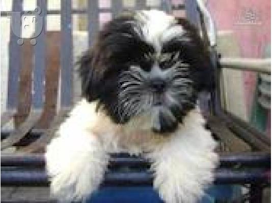 Shih Tzu-Σιχ Τσού