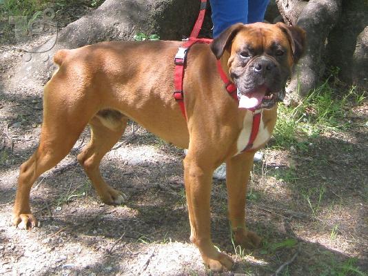 PoulaTo: Καθαροαιμα BOXER