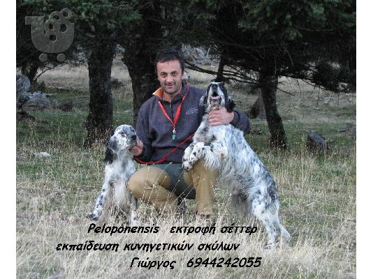 Αγγλικά σέττερ
