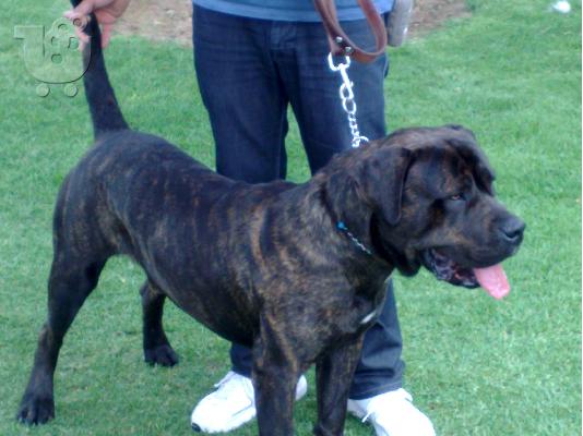PoulaTo: DOGO CANARIO