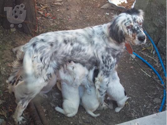 koutavia setter